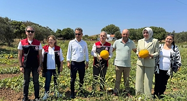 Meşhur Çeşme Kavununda Hasat Zamanı